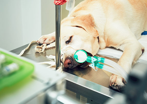 how much does gallbladder surgery cost for a dog